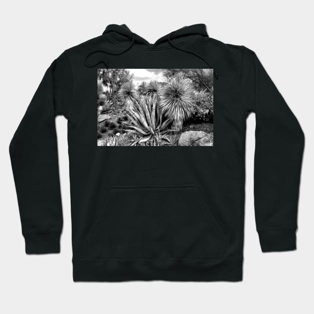 Desert Study 15a Hoodie by bobmeyers